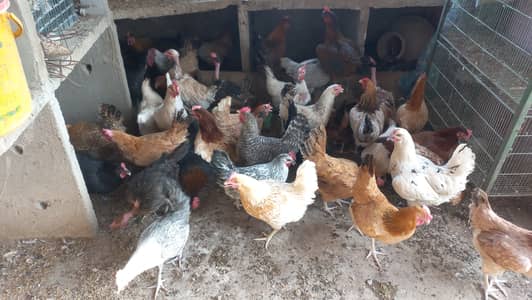 Top Quality Golden Misri Hens Egg Laying