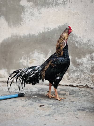 Aseel 5 breeder piece for sale