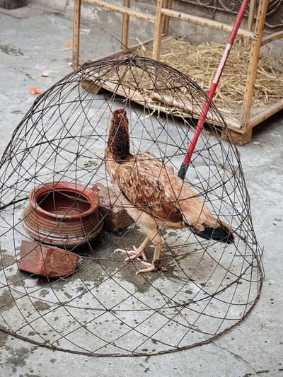 Aseel 4 breeder females  for sale