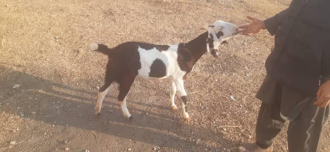 betal goat pragnant 3month .