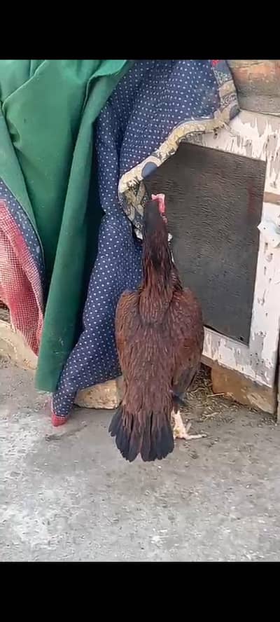 Pure Aseel breeder hen