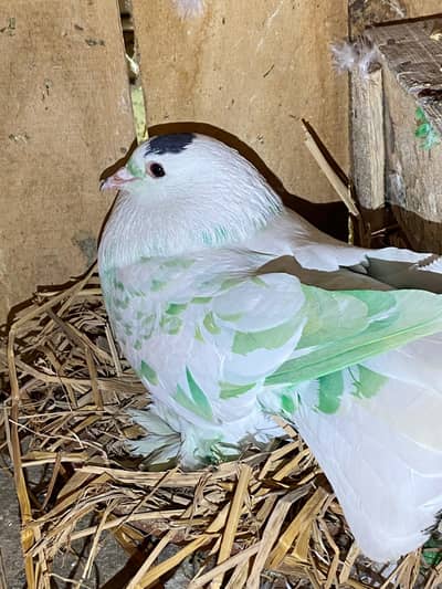 breeder pair Affordable price