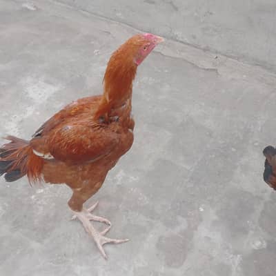 asil morga our morgi for sale