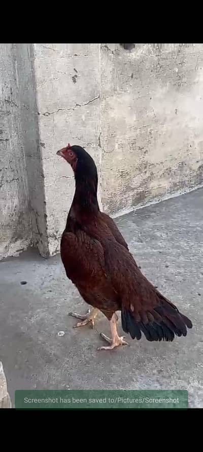 Pure Aseel breeder hen