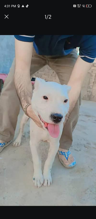 bully gultair male and Afghani kuchi female