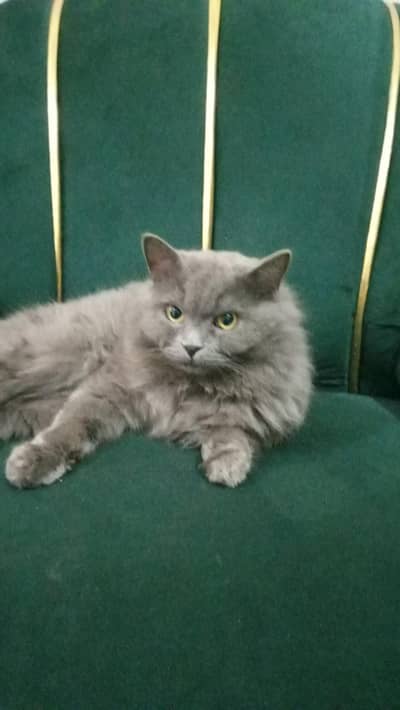 Russian Cat for sale