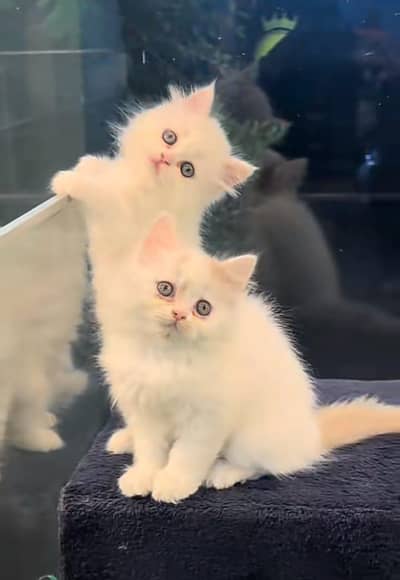 Persian | Cat | baby | kittens | 3 kot ʘƷ4ʘ58Ξ786Ξ97ωᗩŤ$P low price