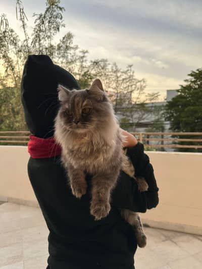 British-Persian   Breed