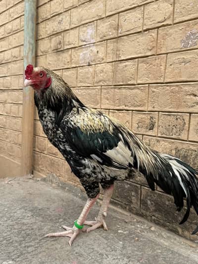 Jawa Aseel (URGENT SALE)