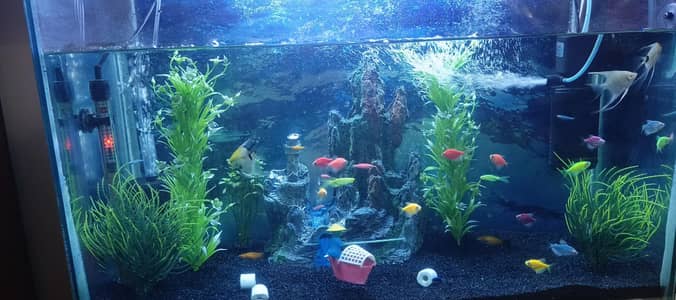 fish tank