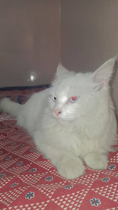 Persian cat or kitten/Fluffy face with 2 babies 