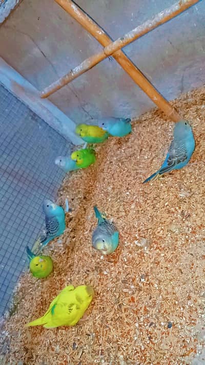 Budgie Self Baby 03008658689 Australian Parrot