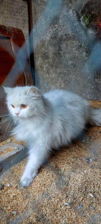 White Persian Trained female cat