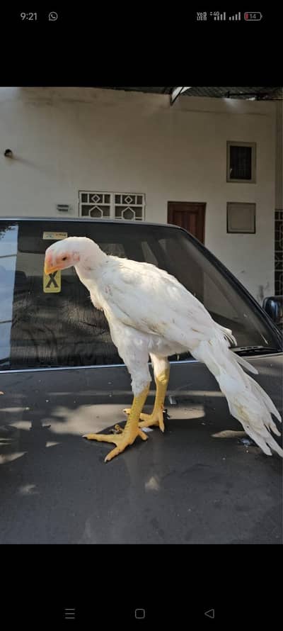 arrot big murga age 3 month for sale 03468444939