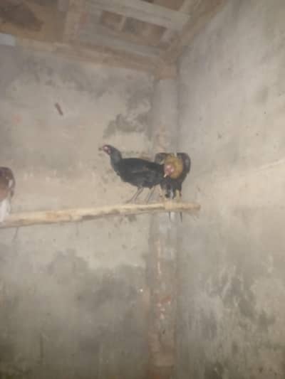 aseel hens egg laying