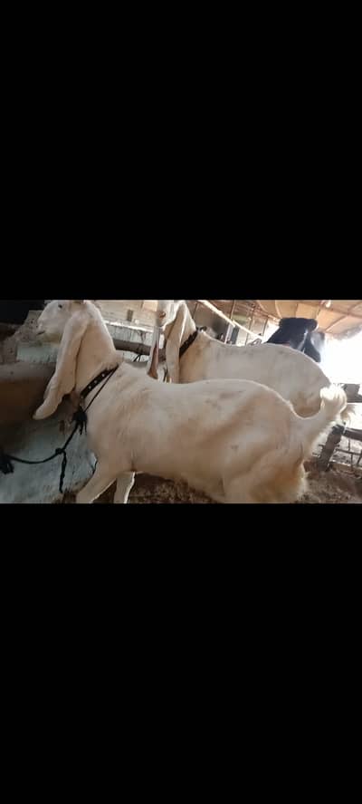 Original Gulabi Female Goats