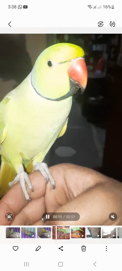 Beautiful color friendly full talking