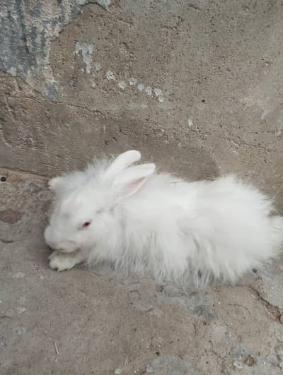 Specially discount White Rabbits with Red Eyes