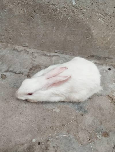 Specially discount White Rabbits with Red Eyes