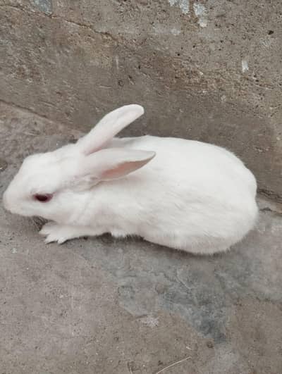 Specially discount White Rabbits with Red Eyes