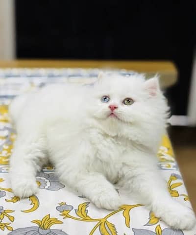 LOCATION : SARGODHA CONTACT US : 03105322532