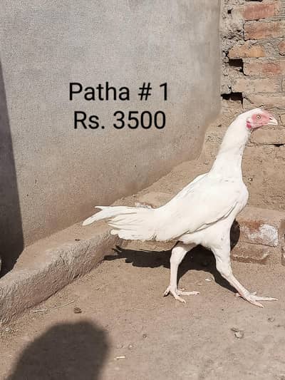 Heera Aseel / Paper White / Aseel Heera