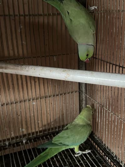 Green Ringneck