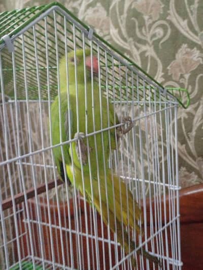 parrot for sale urgent