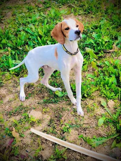 English pointer
