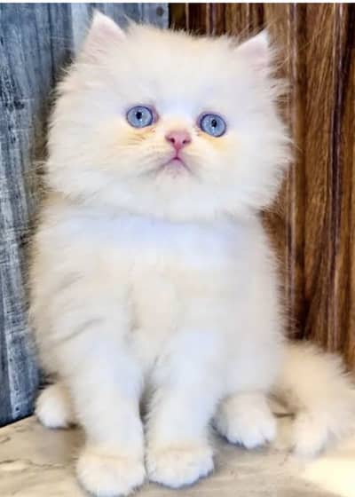 LOCATION : SARGODHA CONTACT US : 03105322532