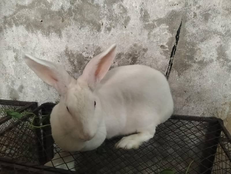 نیوزی لینڈ 0