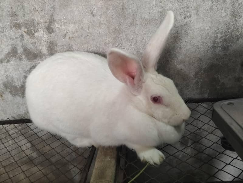 نیوزی لینڈ 1