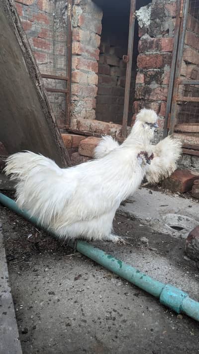 White Silkie and Polish