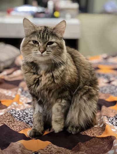 playful Persian female pregnant cat