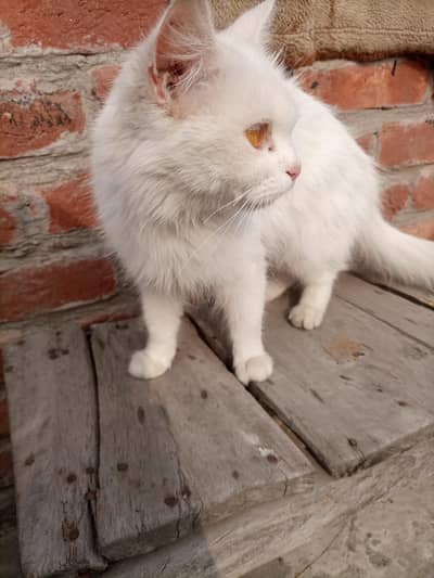 female Persian cat