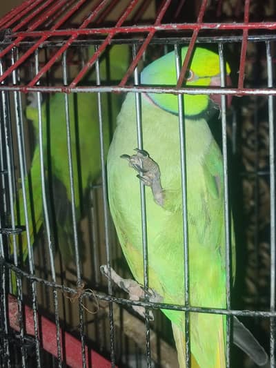 male ringneck for sale