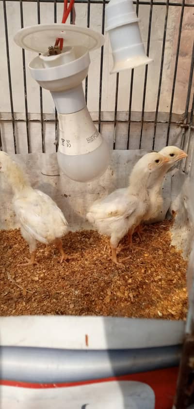 white King Shamo Chicks