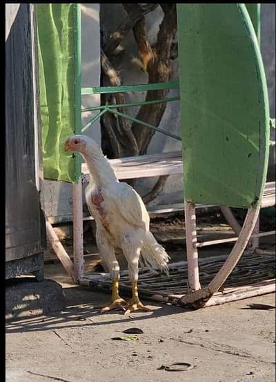 arrot big murga age 3 month for sale 03468444939