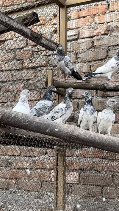 Aoa Meray Pass Pure Breeds Hain Jisay Chaiye a kar dekhay or lay jaey