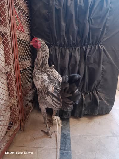 aseel murga for sale