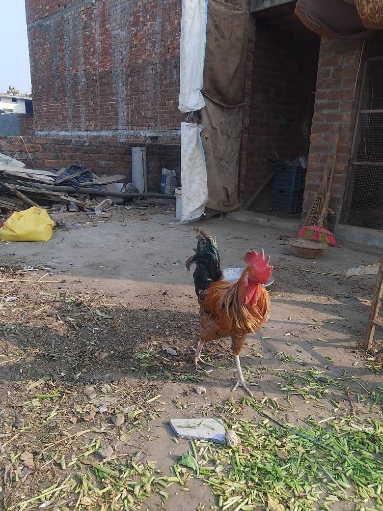 Murga Rooster 1