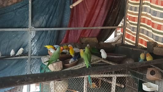 love birds (Different mutations)