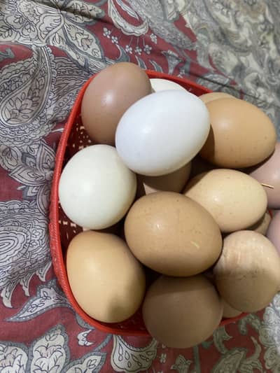 Desi andy for sale 03429255023