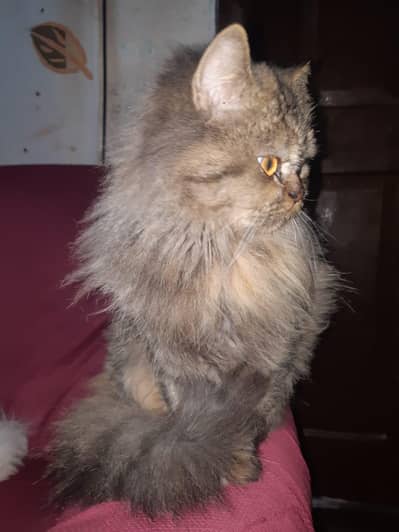 persian triple coated pregnant cat