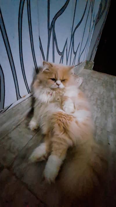 Persian cat | Persian Kittens | Triple Coated Cat / Kitten For Sale