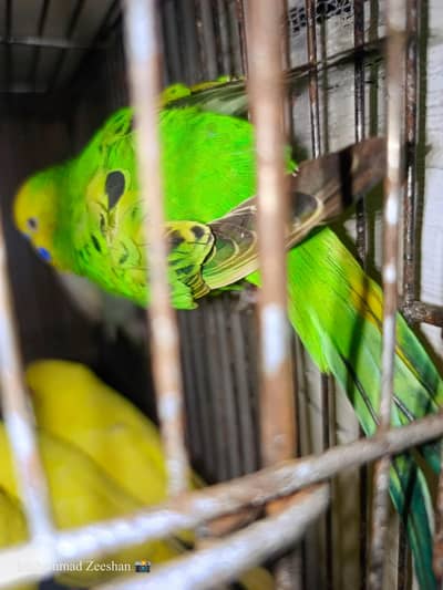 Budgie Parrot