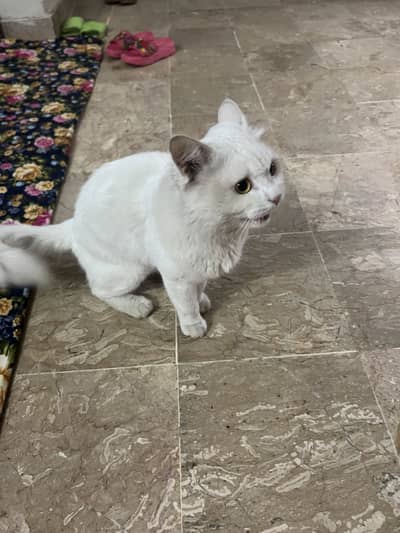 One adult male and one kitten