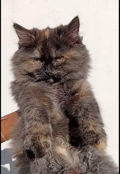 persian+mainecoon breed