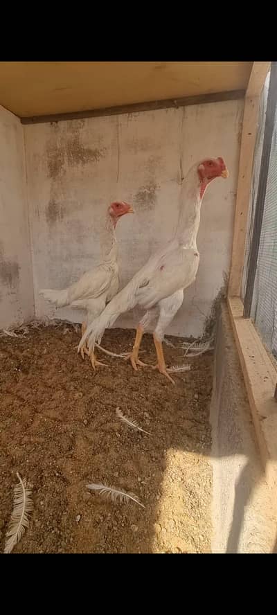 Aseel German King O shamoo pair