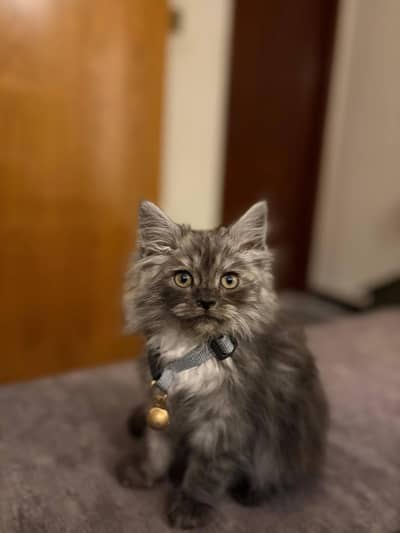 Persian male kitten
